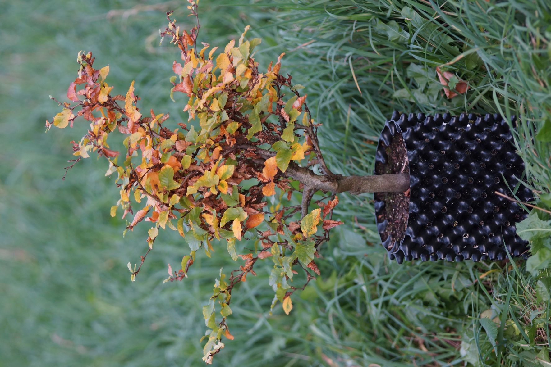 Zwergbuche Asterix - Fagus sylvatica 'Asterix'