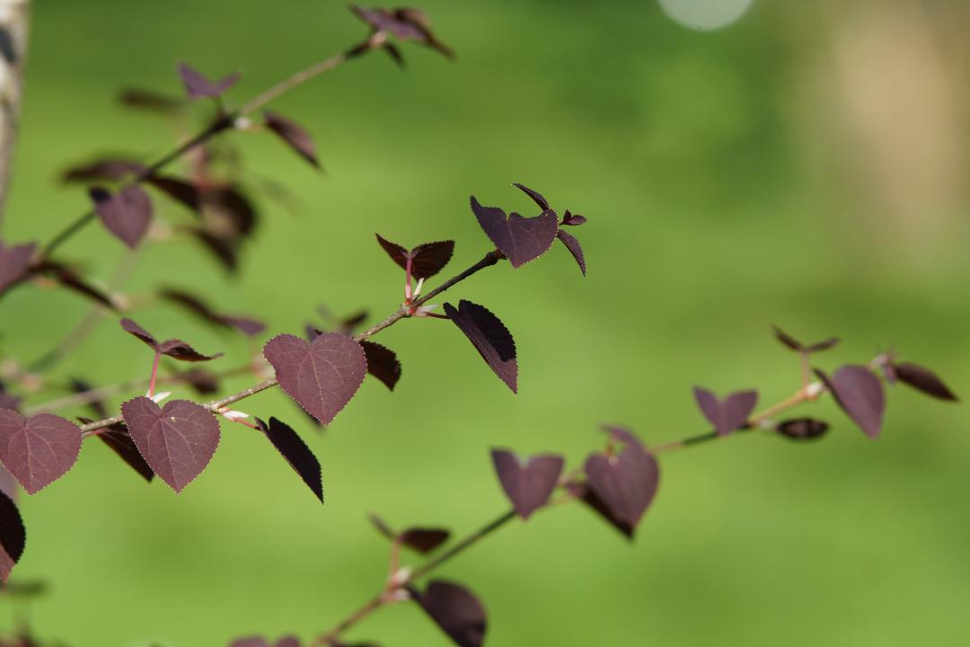 Cercidiphyllum japonicum - Rotfuchs
