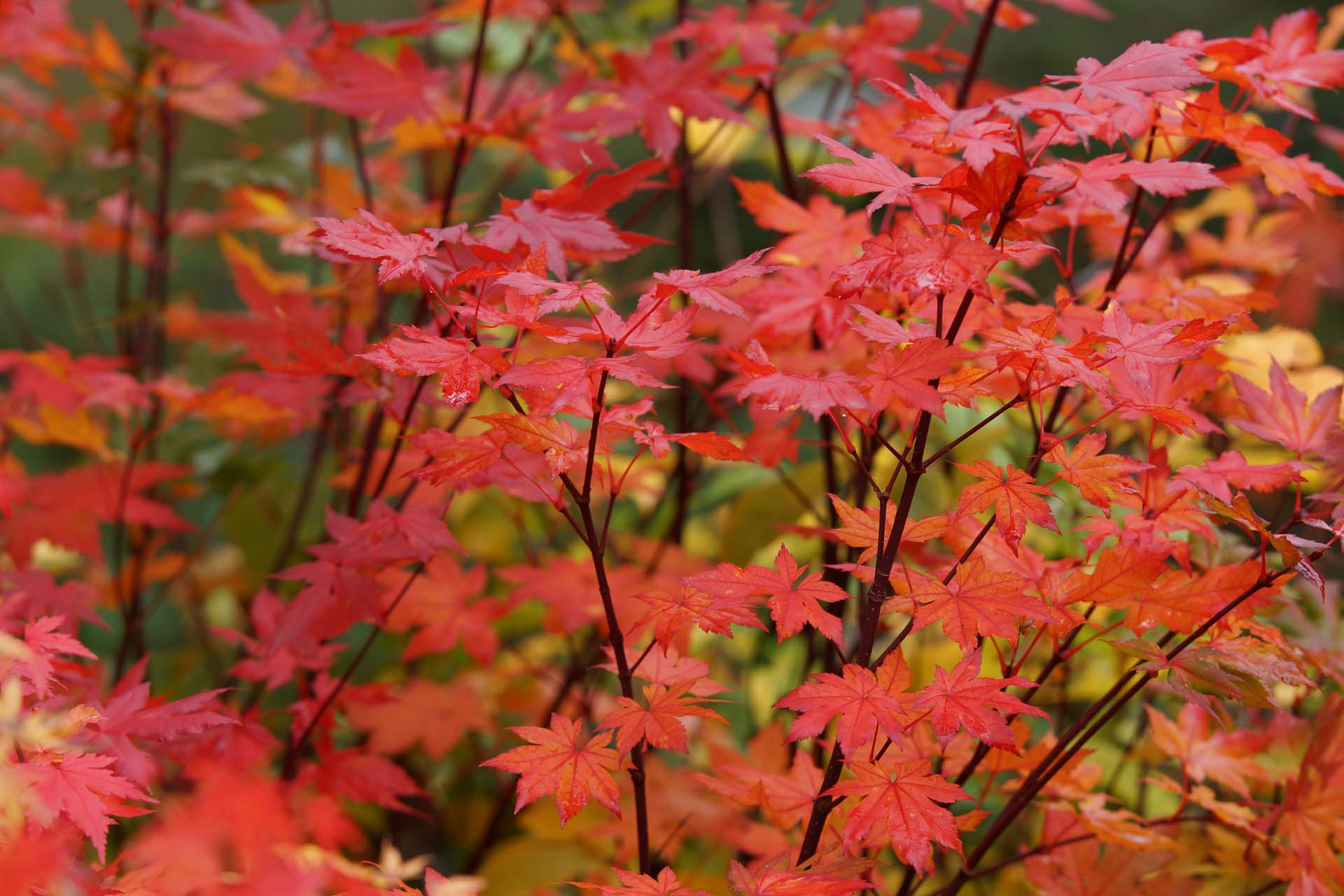 Acer palmatum - Herbstfeuer