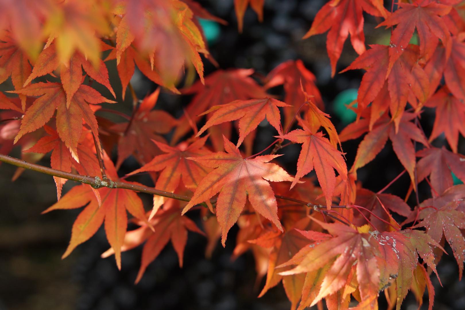 Acer palmatum - Daiji sen