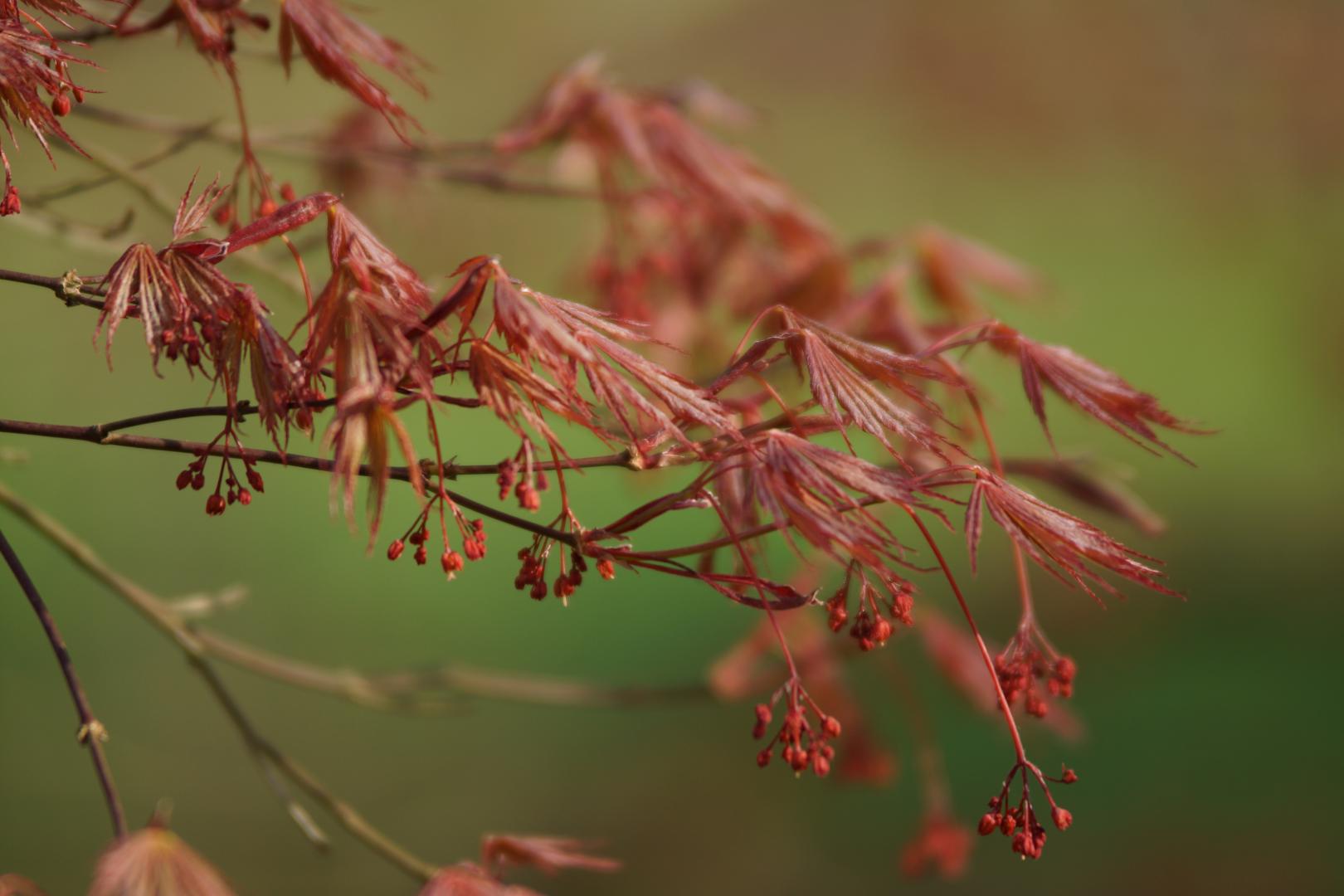 Acer palmatum - Burgundy Lace