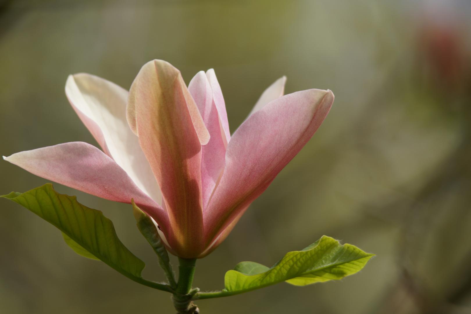 Magnolia - Peachy