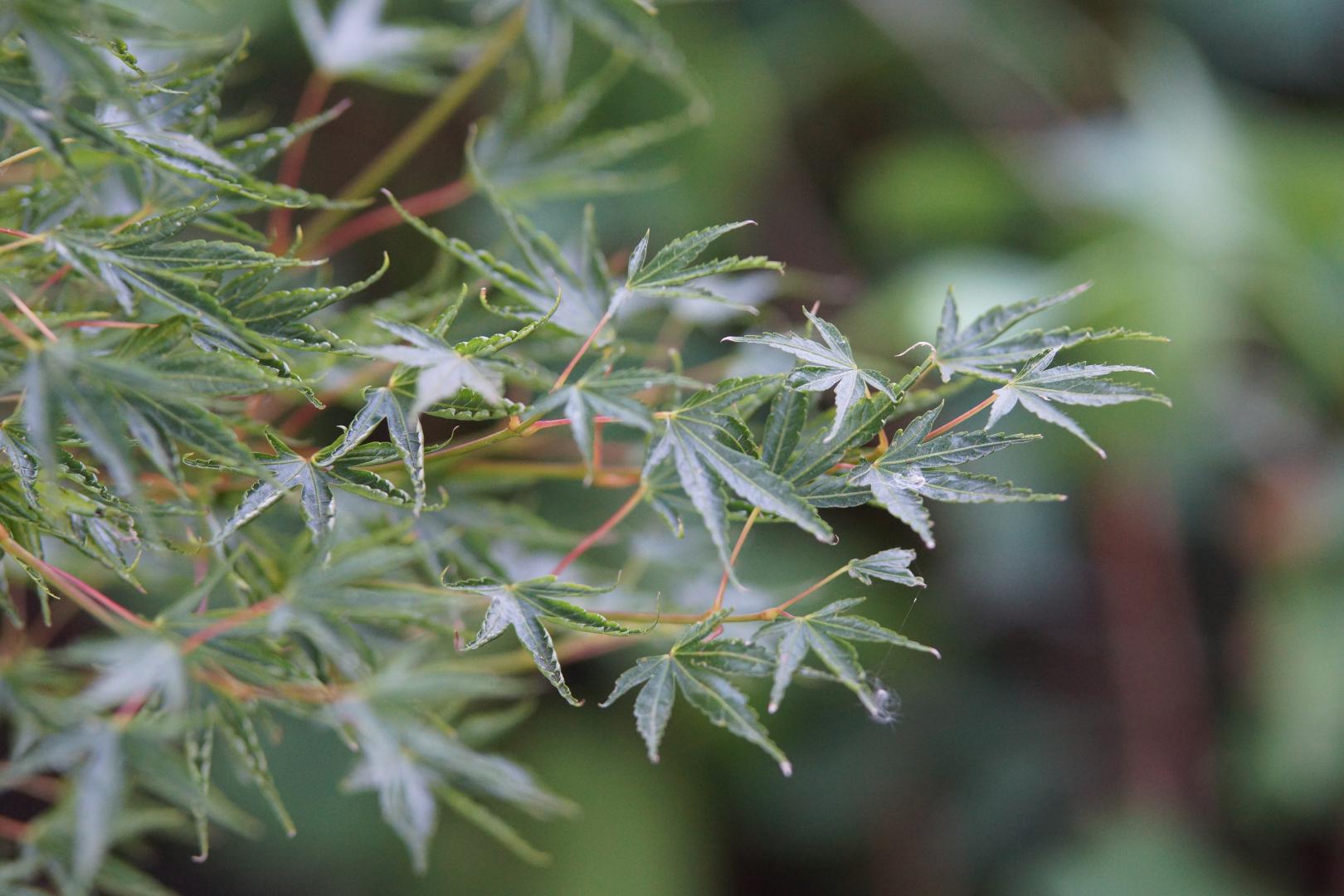 Acer palmatum - Crippsii