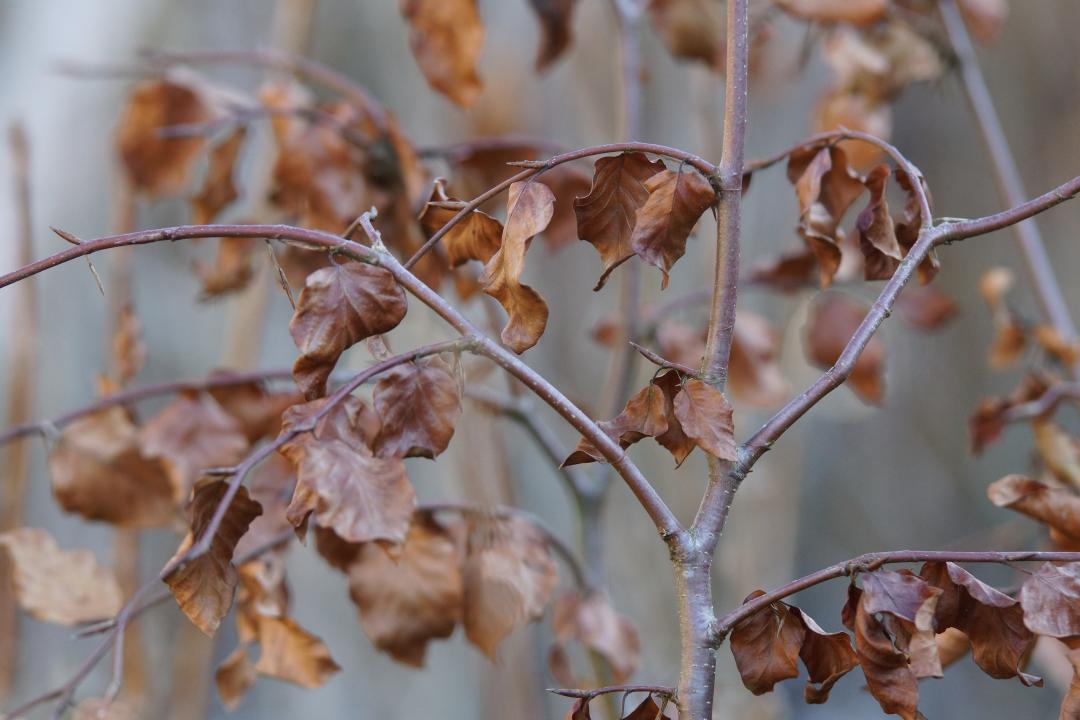 Fagus sylvatica - Haaren