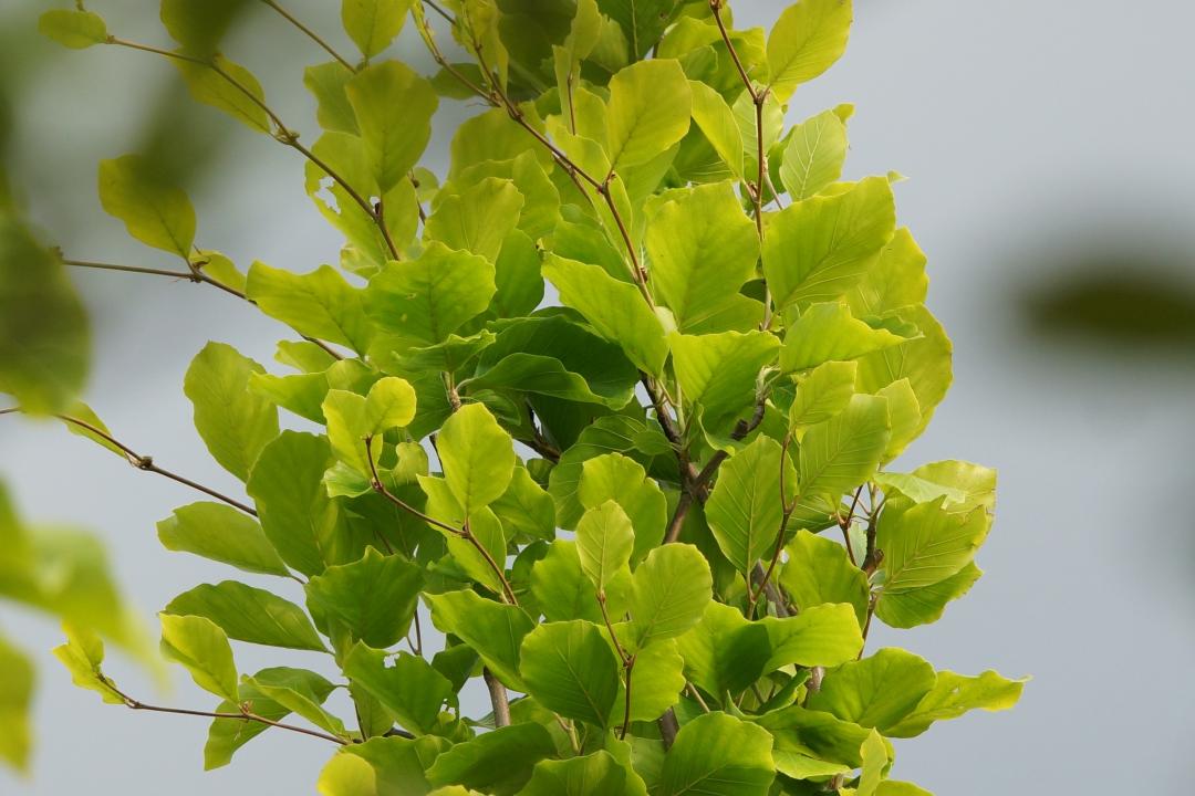 Fagus sylvatica - Dawyck Gold