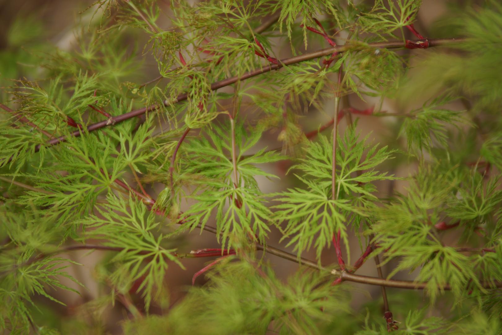 Acer palmatum - Emerald Lace