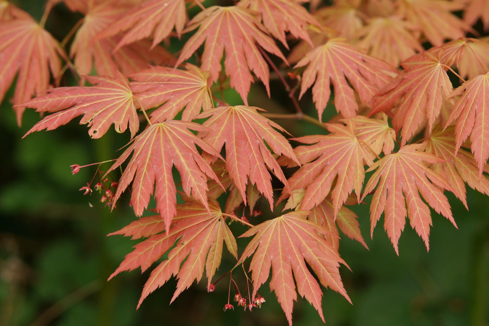 Acer palmatum - Ever Autumn