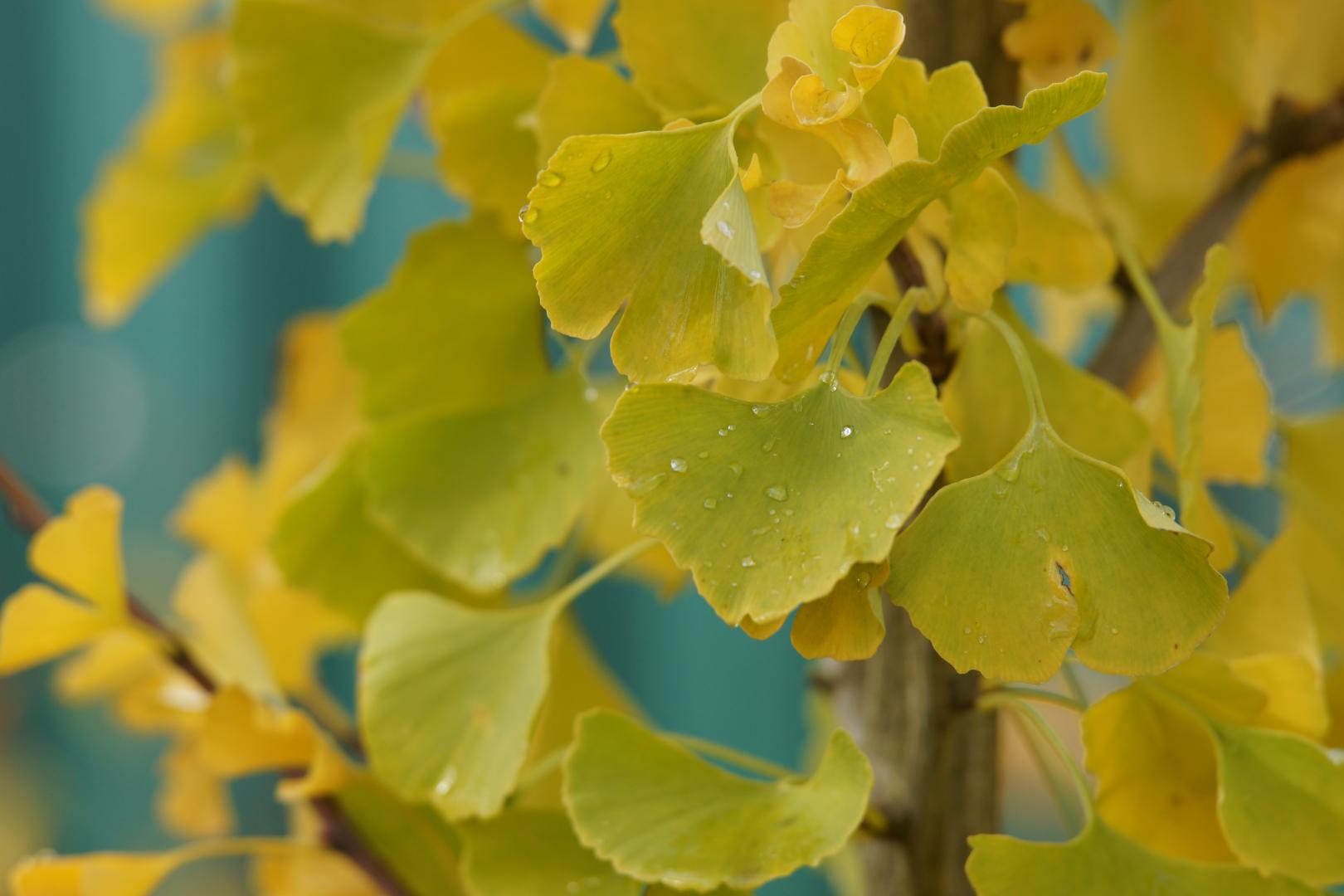 Ginkgo biloba Tit (Chi Chi) 2030 cm SQ10109.2