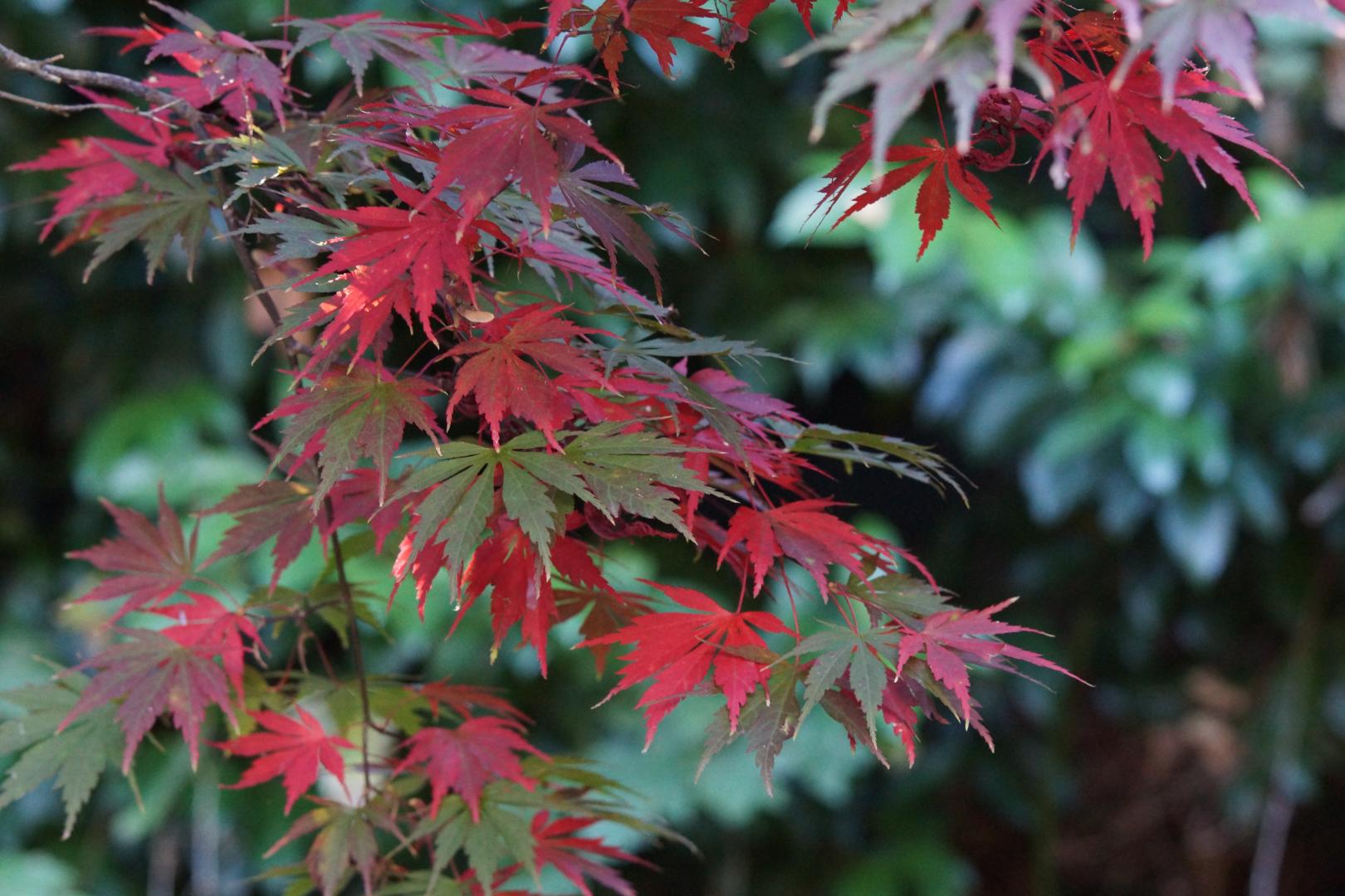 Acer palmatum - Autumn Glory